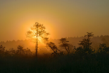 Fototapeta na wymiar swamp pine silhouettes against morning sun, foggy swamp landscape with swamp pines and traditional swamp vegetation, blurred background, fog in swamp