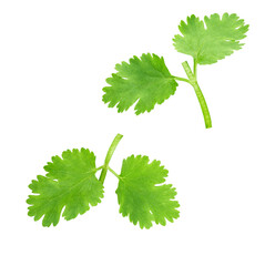 Fresh coriander isolated on white background. Top view.