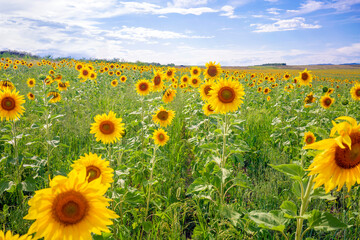 Fototapeta premium Sunflower field. Sunflowers with natural background. Agriculture. Seeds and oil. Bio. Eco.