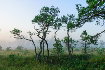 warm sun sunrise in swamp landscape, foggy swamp with summer colors, natural swamp vegetation, swamp pines