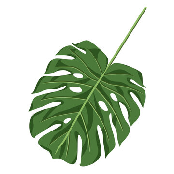 Colorful monstera leaf isolated on a white background.Vector illustration can be used in textiles, postcards.