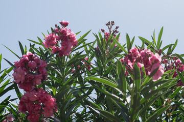 Nerium oleander