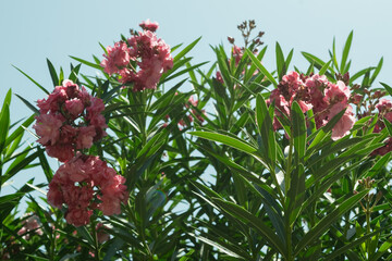 Nerium oleander
