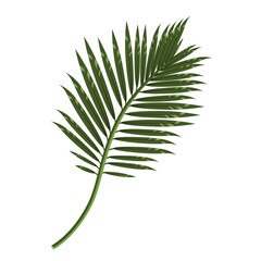 Colorful palm branch isolated on a white background.Vector illustration of a tropical branch can be used in textiles, postcards, summer designs.