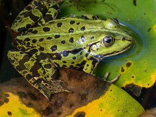Frosch
