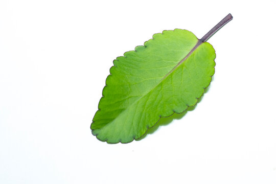 patharkuchi (Patharchatta) leaf With White background, kalanchoe pinnata