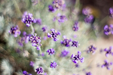 Naklejka na ściany i meble lavender flowers in a garden