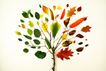Wide tree made from yellow red green collection of fallen leaves and branches different shapes and colors. Autumn poster with bush from colorful leaves. Seasonal elements isolated on white background.