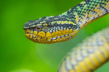 close up of a female wagler temple pit viper Tropidolaemus wagleri 