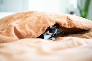 Closeup shot of a cat hiding under a blanket