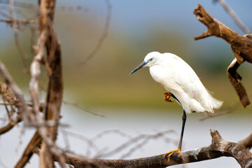 Little egret (Egretta garzetta) sitting on a branch on the borders of a lake in Mkuze Game Reserve in South Africa