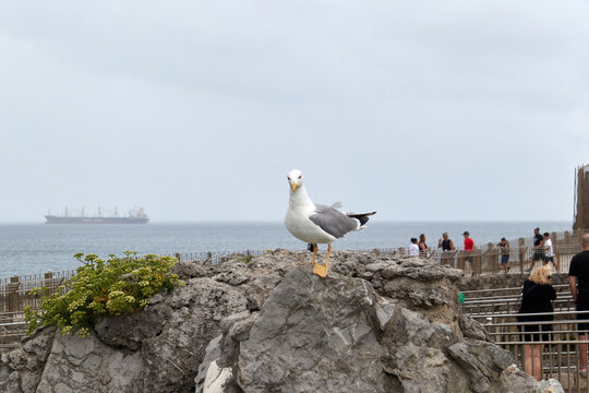 Curious seagull on a rock with the horizon in the background