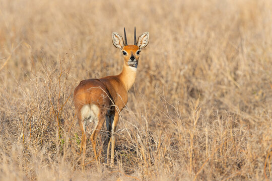 Steenbok standing in high grass in Kruger National Park in South Africa