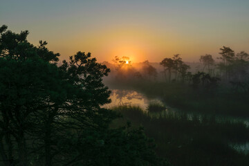 warm sun sunrise in swamp landscape, foggy swamp with summer colors, natural swamp vegetation, swamp pines