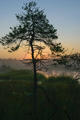 Fototapeta na wymiar warm sun sunrise in swamp landscape, foggy swamp with summer colors, natural swamp vegetation, swamp pines