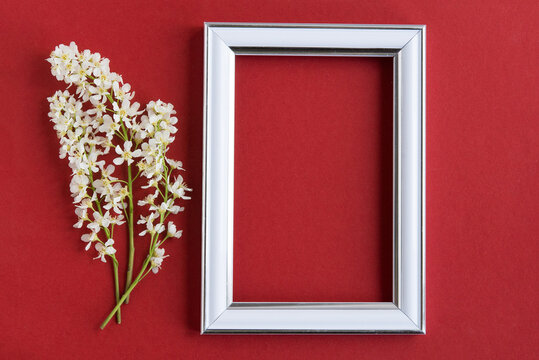 branches of blooming white bird cherry near an empty white photo frame on a plain red background	