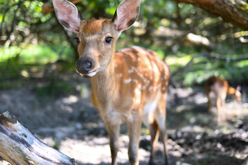 Spotted or sika deer in the forest. portrait of a beautiful young sika deer in natural environment. wild life of herbivores. High quality photo