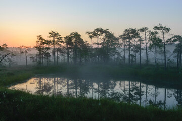 Dramatic artistic sunrise landscape with flooded wetlands, small marsh ponds, moss and bog pines