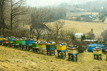 Painted wooden beehives against empty trees and yellow grass. Spring time. Beautiful landscape