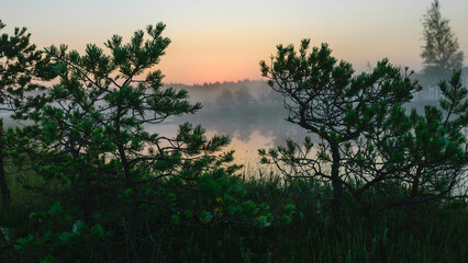 Dramatic artistic sunrise landscape with flooded wetlands, small marsh ponds, moss and bog pines