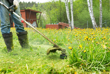 Mowing grass and dandelions with a trimmer.