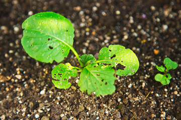 虫に食われた小松菜