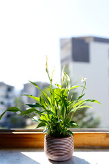 A collection of different house plants- monstera, spathiphyllum against a white wall. Home plants in a modern interior.