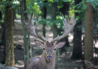 Deer with big antlers eating in the wild
