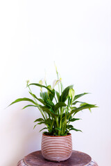 A collection of different house plants- monstera, spathiphyllum against a white wall. Home plants in a modern interior.