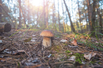 mushroom in the autumn forest