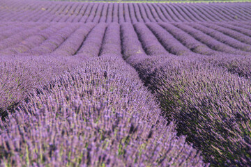 Plateau de Valensole