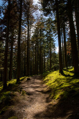 Obraz premium the forest path that goes through hafod estate near devils bridge