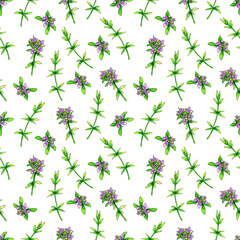 seamless watercolor pattern with thyme flowers and sprigs on a white background.