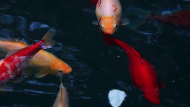 Slow motion footage of colourful koi fish swimming in a pond