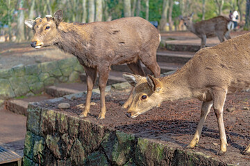 奈良公園の鹿