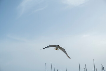 A lonely seagull flies over the blue sky. Seagull hunting fish over the sea.