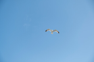 A lonely seagull flies over the blue sky. Seagull hunting fish over the sea.