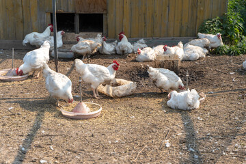 White hens and roosters walk in the summer in a chicken coop in the village