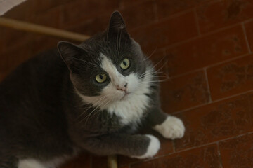 Cute Gray Domestic Cat sleep on the floor