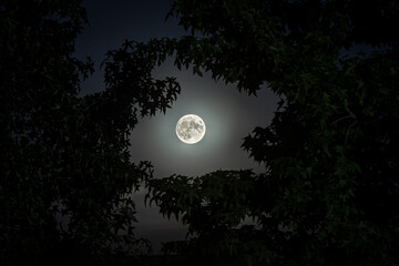 moon night leaves frame