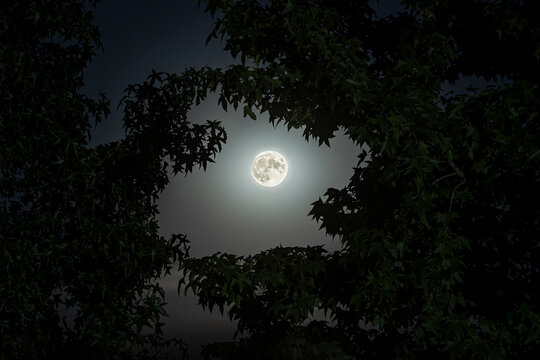moon night leaves frame © Filippo Carlot