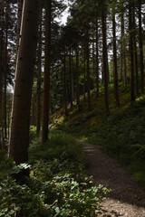 Fototapeta premium the forest path that goes through hafod estate near devils bridge