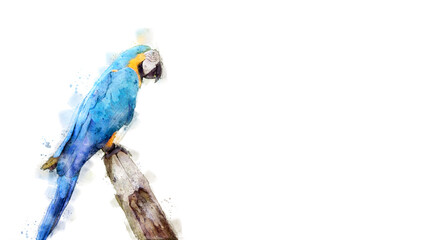 Colorful colorwater drawing Macaw bird background.