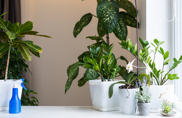 Treatment potted plants against crop pests. Indoor flowers, drugs, bottles with agent against plant...