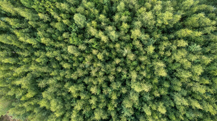 Aerial view of green summer forest with spruce and pine trees in Belgium, Europe, shot by a drone...
