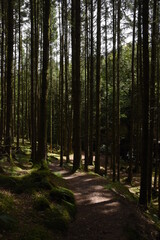 Obraz premium the forest path that goes through hafod estate near devils bridge