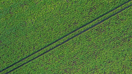 Corn field of green corn stalks and tassels, aerial drone photo above corn plants. High quality photo