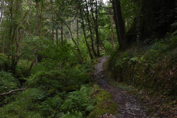 Fototapeta na wymiar the forest path that goes through hafod estate near devils bridge