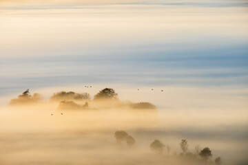 Misty sunrise with flock of birds