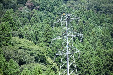 Obraz premium 高圧電線、鉄塔、看板、森林、水田